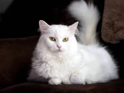 Gato raça Angorá idade Abaixo de 2 meses nome Branquinha