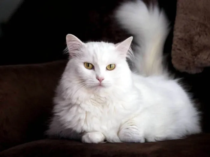 Gato ra a Angorá idade Abaixo de 2 meses nome Branquinha