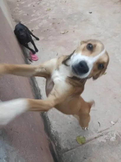Cachorro raça SRD-ViraLata idade 2 anos nome Besteca 