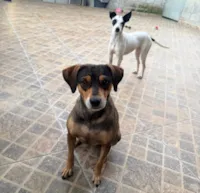 Cachorro ra a SRD-ViraLata idade 3 anos nome Maria Clara 