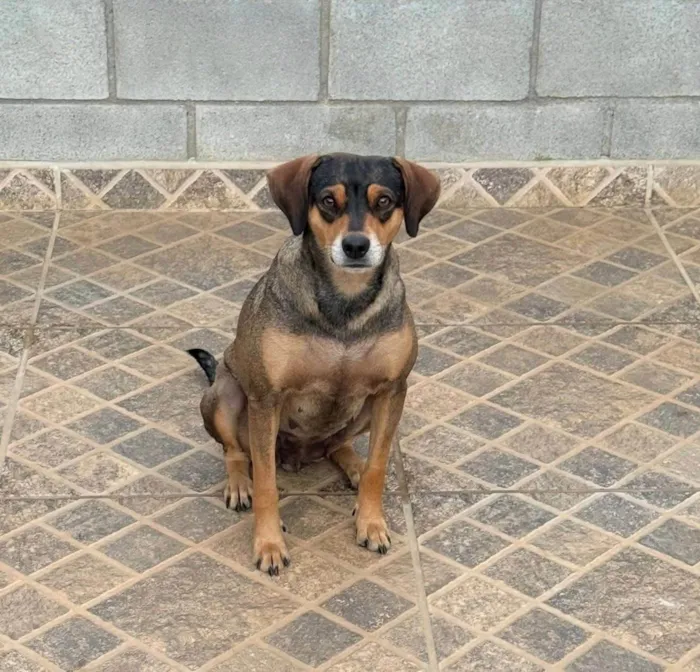 Cachorro ra a SRD-ViraLata idade 3 anos nome Maria Clara 