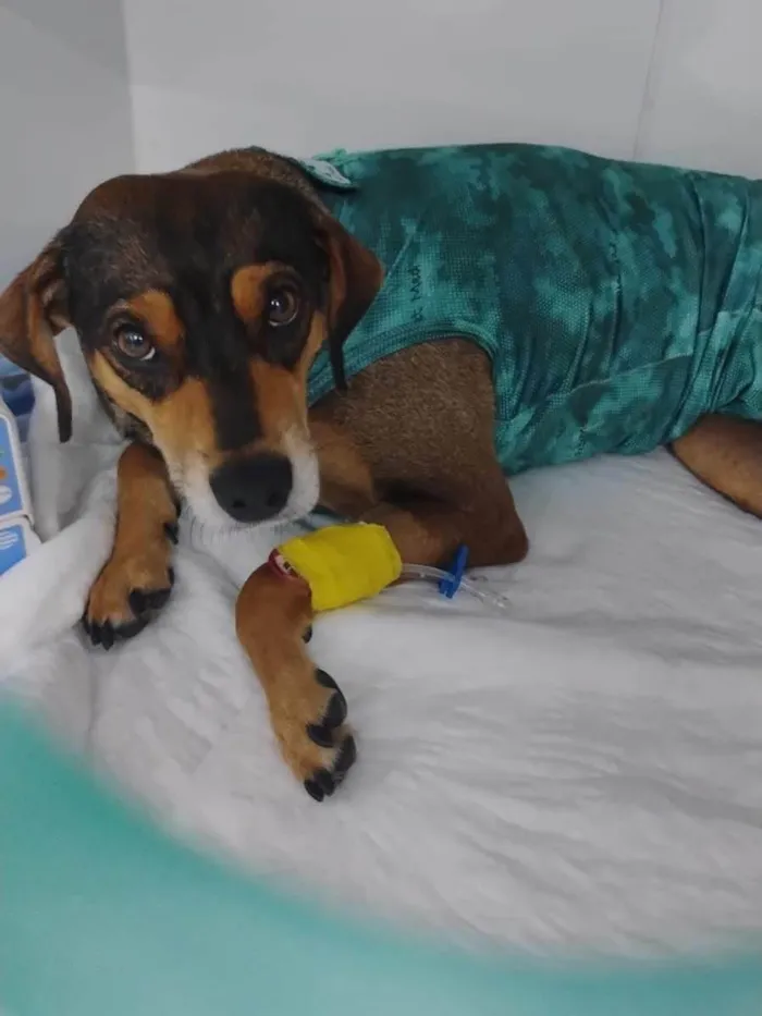 Cachorro ra a SRD-ViraLata idade 3 anos nome Maria Clara 