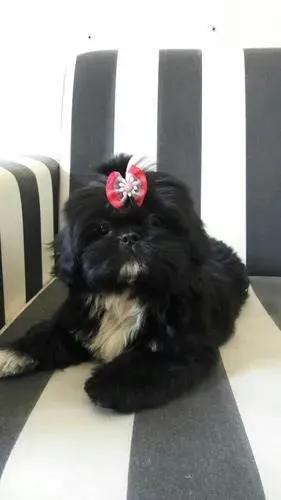 Cachorro raça Shitzu idade 2 a 6 meses nome Doando Shihtzu filhote