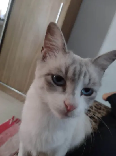 Gato raça SRD-ViraLata idade 7 a 11 meses nome Sol (macho) - Lua (fêmea) yuki (fêmea)