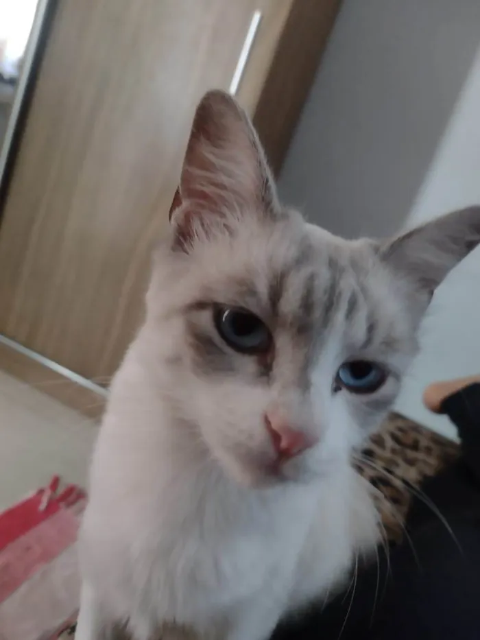 Gato ra a SRD-ViraLata idade 7 a 11 meses nome Sol (macho) - Lua (fêmea) yuki (fêmea)