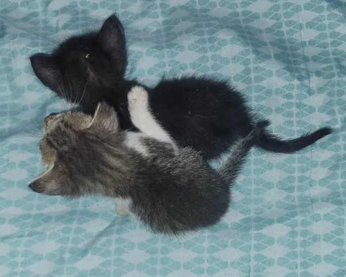 Gato ra a SRD-ViraLata idade Abaixo de 2 meses nome Pretinha (sem nome definido)