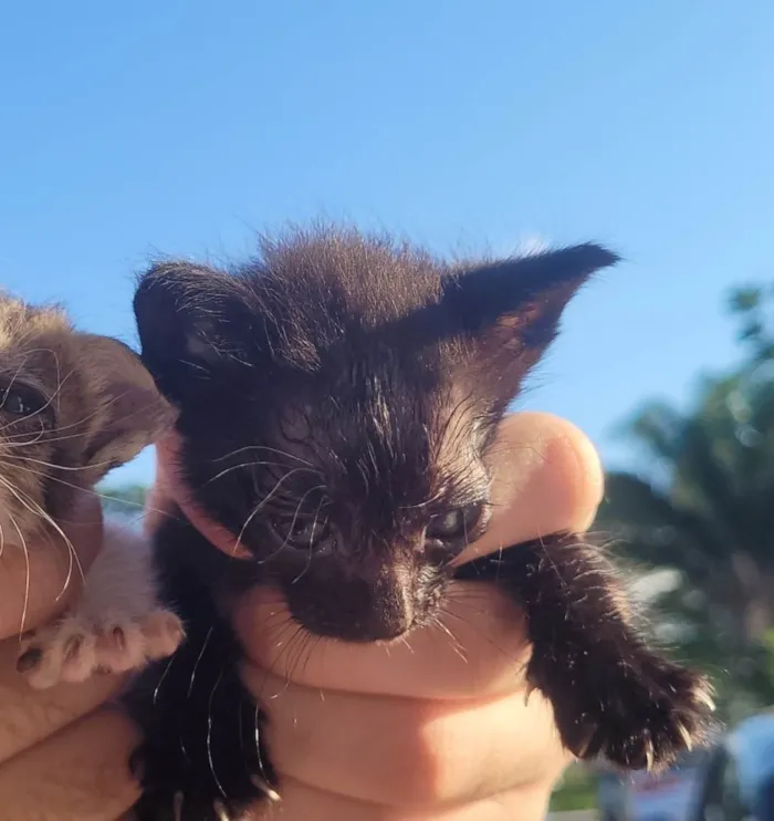 Gato ra a SRD-ViraLata idade Abaixo de 2 meses nome Pretinha (sem nome definido)