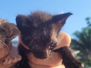Gato raça SRD-ViraLata idade Abaixo de 2 meses nome Pretinha (sem nome definido)