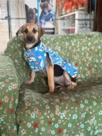 Cachorro raça SRD-ViraLata idade 2 a 6 meses nome Mariah 