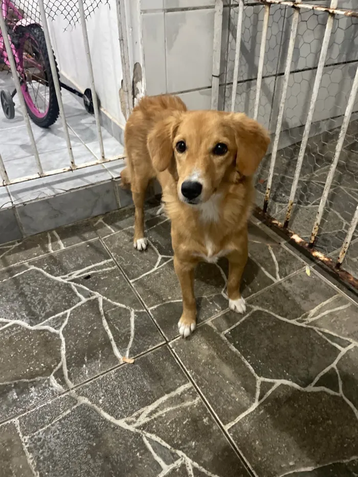 Cachorro ra a Dogue Alemão idade 1 ano nome Nina