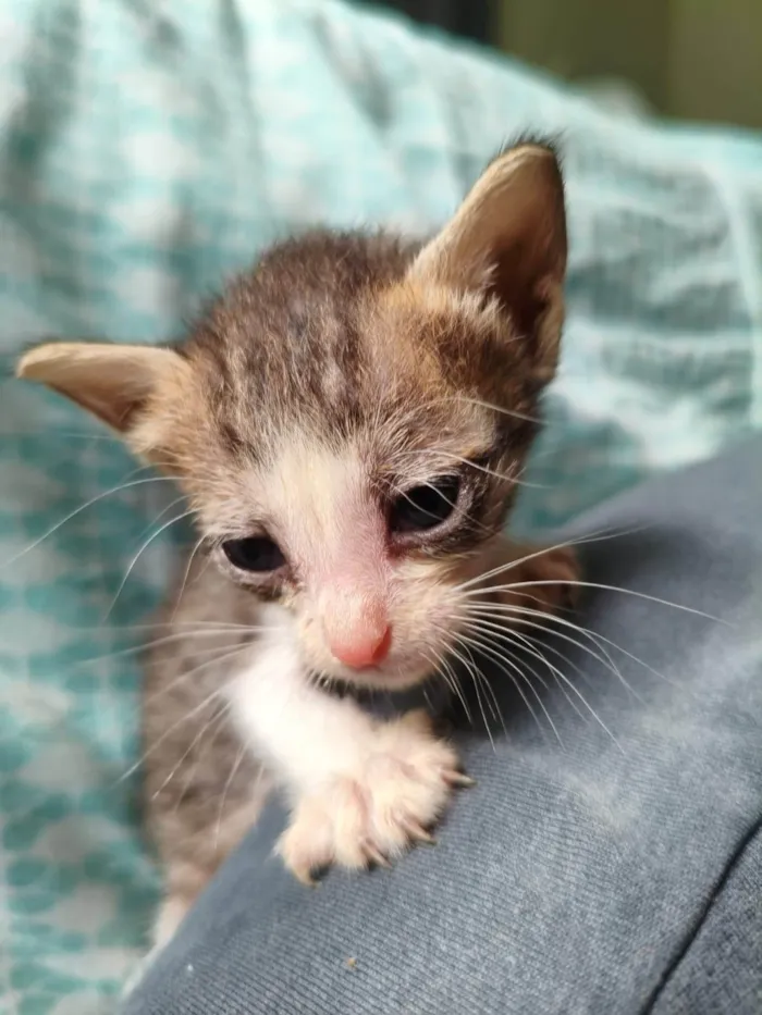 Gato ra a SRD-ViraLata idade Abaixo de 2 meses nome Branquinha (sem nome definido)