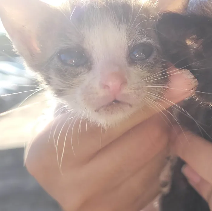 Gato ra a SRD-ViraLata idade Abaixo de 2 meses nome Branquinha (sem nome definido)