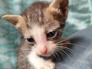 Gato raça SRD-ViraLata idade Abaixo de 2 meses nome Branquinha (sem nome definido)