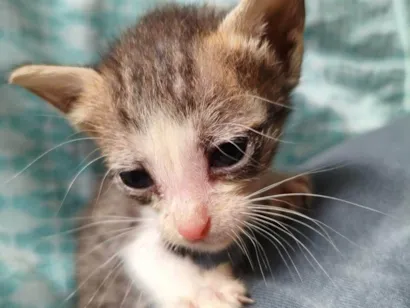 Gato raça SRD-ViraLata idade Abaixo de 2 meses nome Branquinha (sem nome definido)