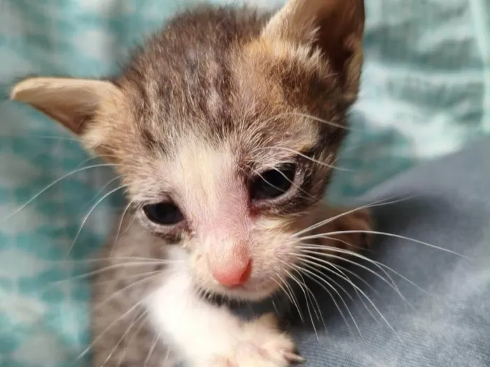 Gato ra a SRD-ViraLata idade Abaixo de 2 meses nome Branquinha (sem nome definido)