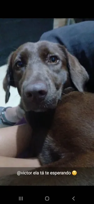Cachorro raça Labrador idade 2 anos nome Pretinha