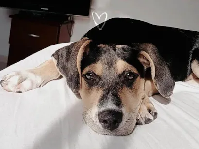 Cachorro raça SRD-ViraLata idade 2 a 6 meses nome Kiara 