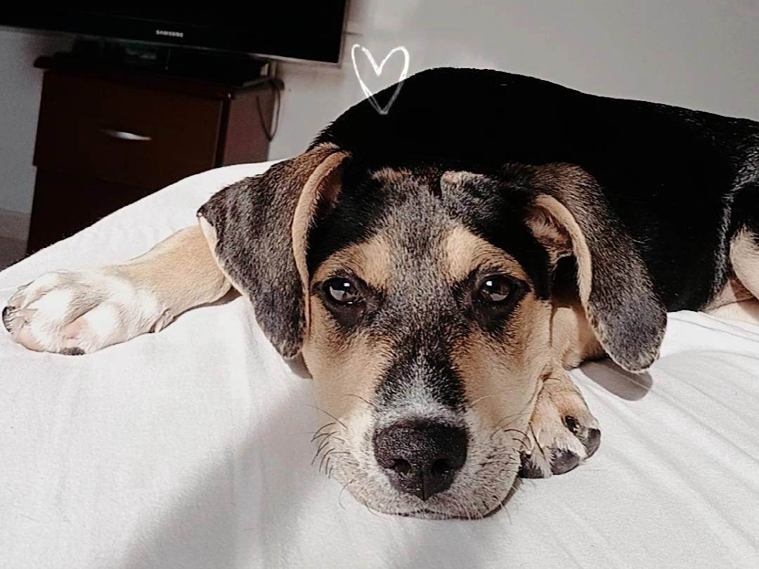 Cachorro ra a SRD-ViraLata idade 2 a 6 meses nome Kiara 