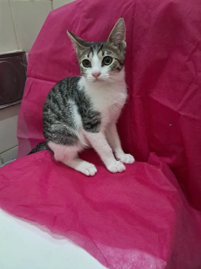 Gato ra a SRD-ViraLata idade 2 a 6 meses nome Julia