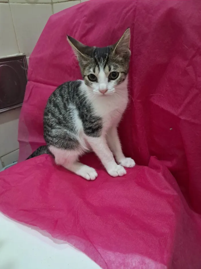 Gato ra a SRD-ViraLata idade 2 a 6 meses nome Julia