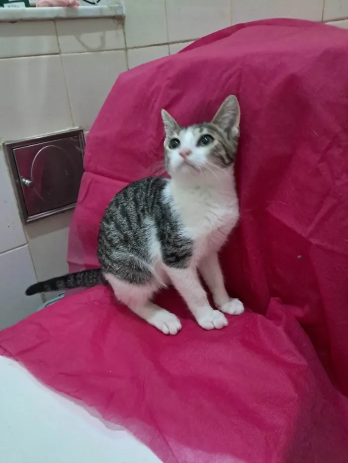 Gato ra a SRD-ViraLata idade 2 a 6 meses nome Julia