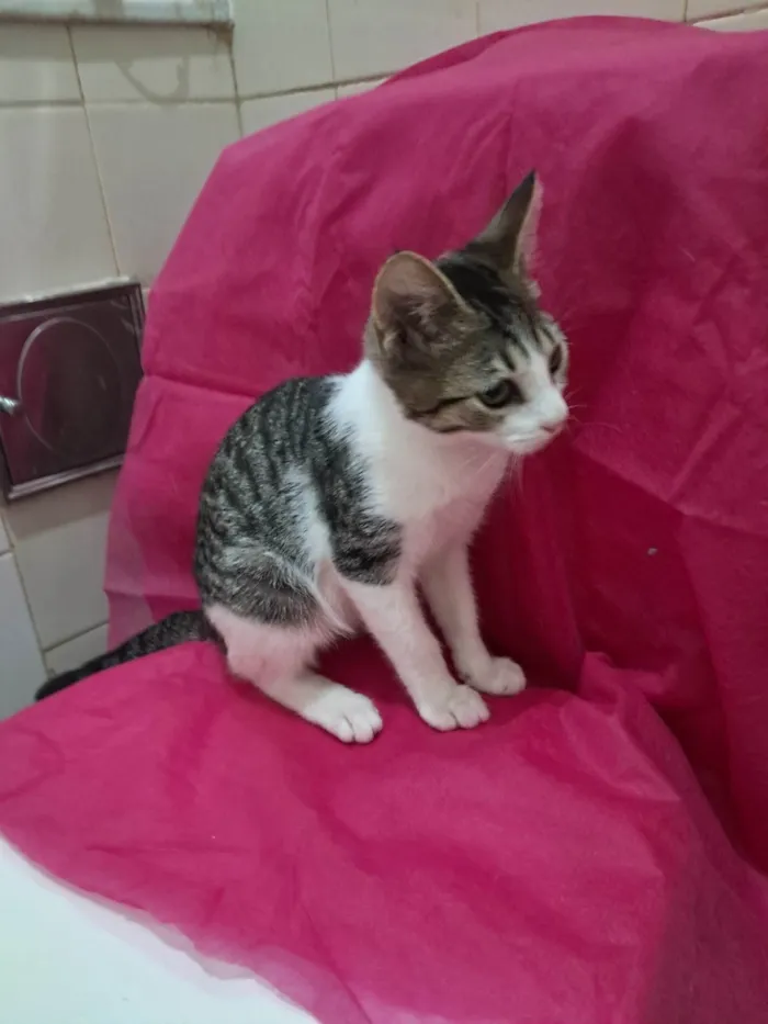 Gato ra a SRD-ViraLata idade 2 a 6 meses nome Julia