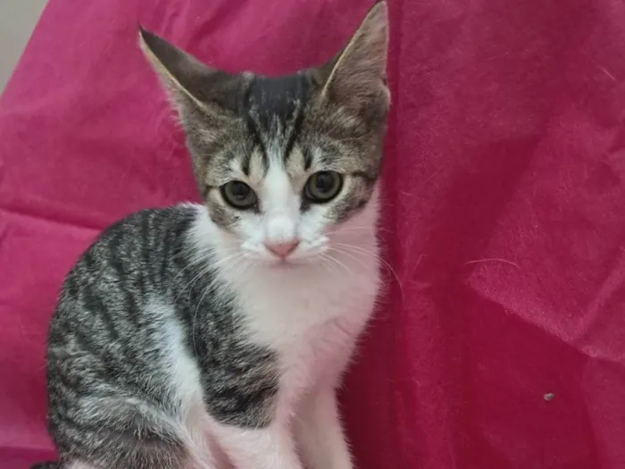 Gato ra a SRD-ViraLata idade 2 a 6 meses nome Julia