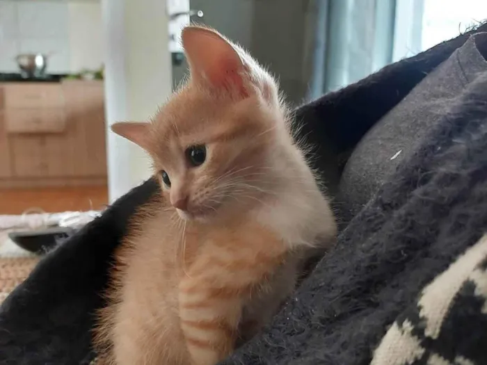 Gato ra a SRD-ViraLata idade Abaixo de 2 meses nome Lua