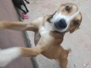 Cachorro raça SRD-ViraLata idade 2 anos nome Besteca 