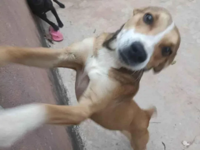 Cachorro ra a SRD-ViraLata idade 2 anos nome Besteca 