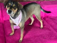 Cachorro ra a SRD-ViraLata idade 3 anos nome Maria Clara 