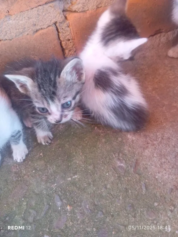 Gato ra a SRD-ViraLata idade 2 a 6 meses nome Sem nome