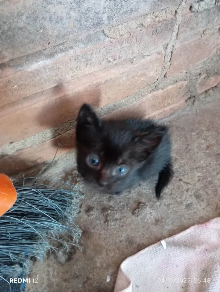 Gato ra a SRD-ViraLata idade 2 a 6 meses nome Sem nome