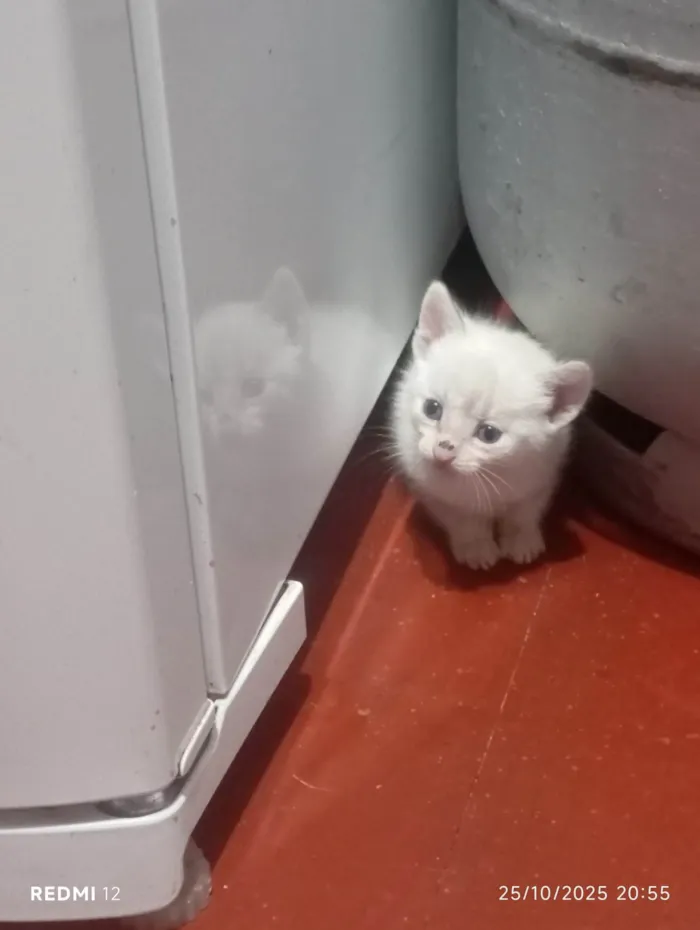 Gato ra a SRD-ViraLata idade 2 a 6 meses nome Sem nome