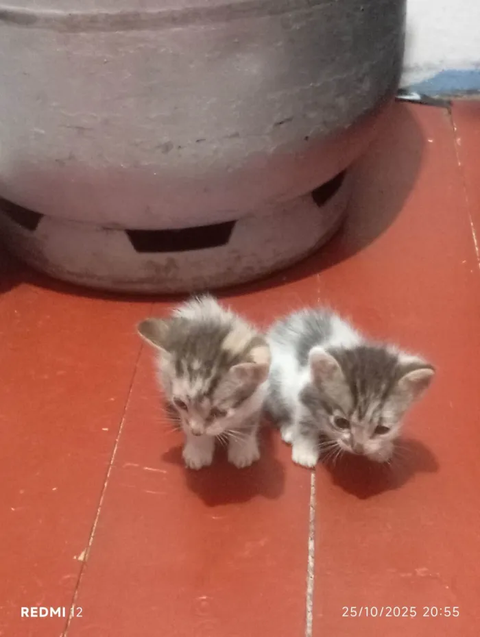 Gato ra a SRD-ViraLata idade 2 a 6 meses nome Sem nome