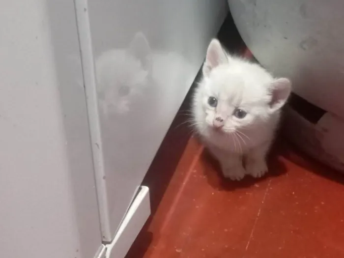 Gato ra a SRD-ViraLata idade 2 a 6 meses nome Sem nome