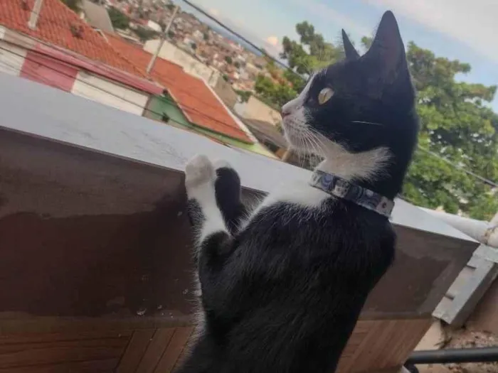 Gato ra a SRD-ViraLata idade 7 a 11 meses nome Sol (macho) - Lua (fêmea) yuki (fêmea)