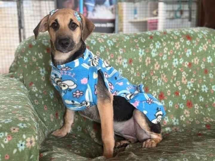 Cachorro raça SRD-ViraLata idade 2 a 6 meses nome Mariah 
