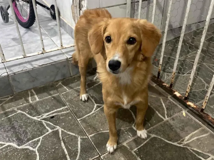 Cachorro ra a Dogue Alemão idade 1 ano nome Nina