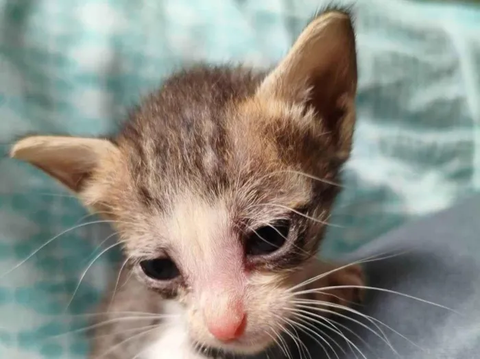 Gato ra a SRD-ViraLata idade Abaixo de 2 meses nome Branquinha (sem nome definido)
