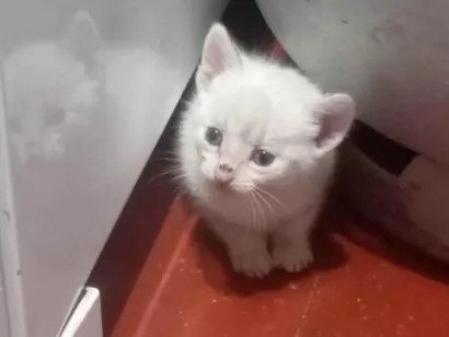 Gato raça SRD-ViraLata idade 2 a 6 meses nome Sem nome