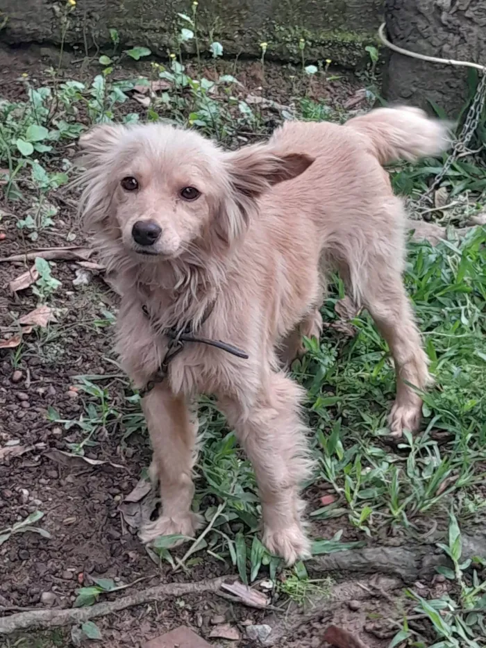 Cachorro ra a Poodle idade 1 ano nome Nina 