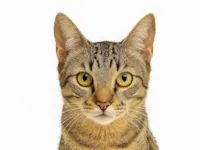 Gato raça SRD-ViraLata idade 2 anos nome Nico