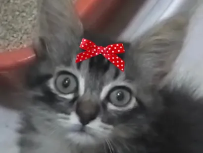 Gato raça SRD-ViraLata idade 2 a 6 meses nome Ebby 