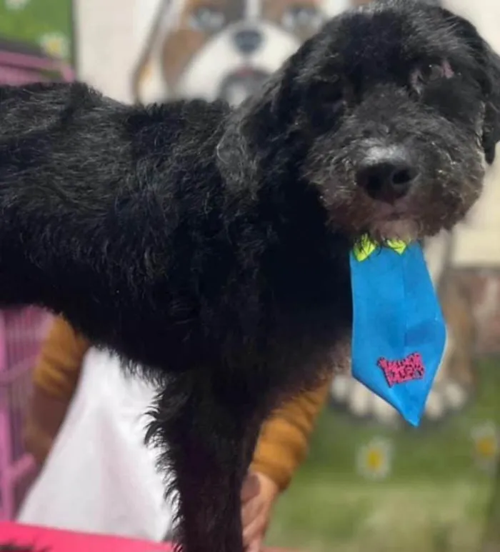 Cachorro ra a Labrador idade 1 ano nome Duque