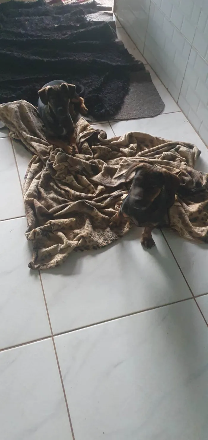 Cachorro ra a SRD-ViraLata idade 7 a 11 meses nome Macho