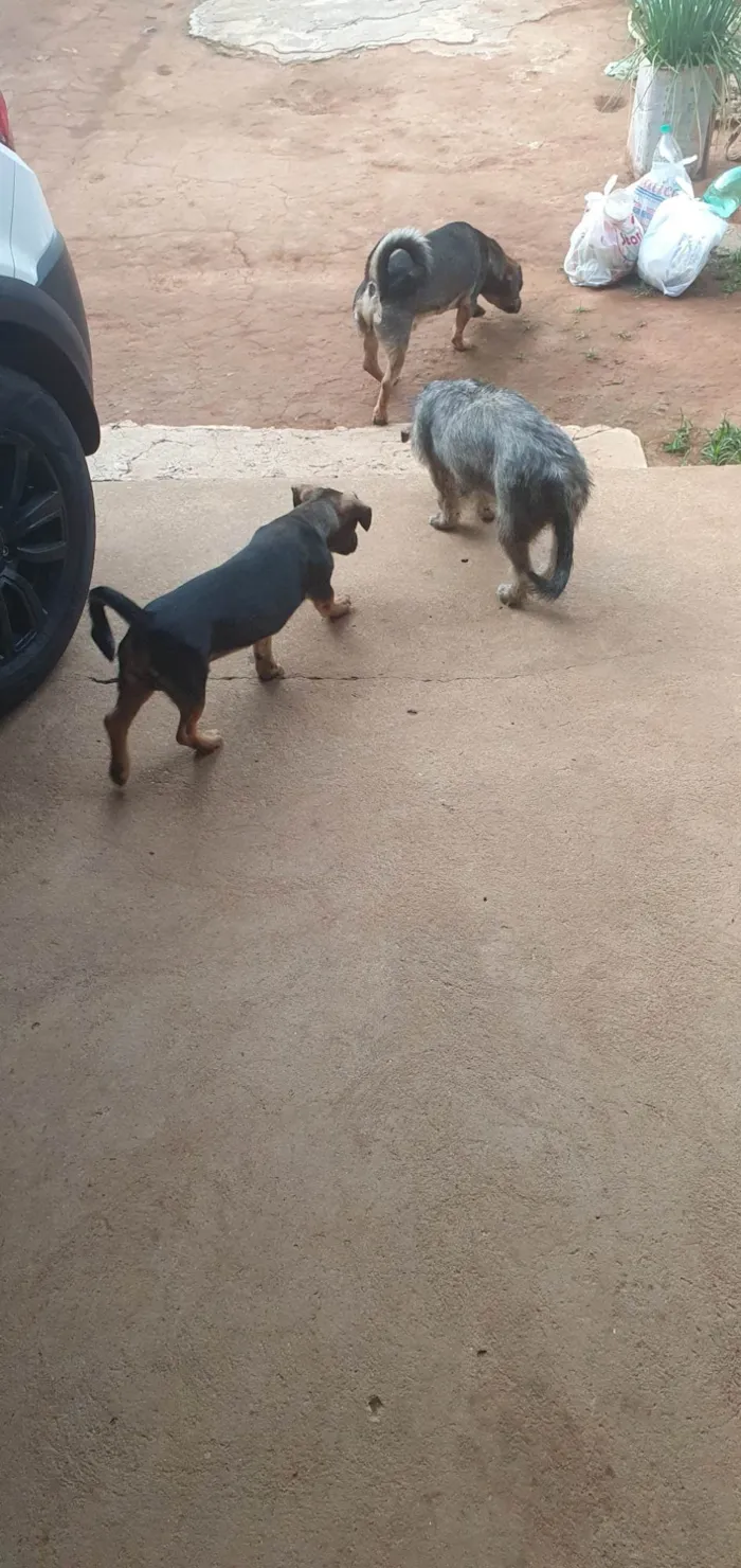 Cachorro ra a SRD-ViraLata idade 7 a 11 meses nome Macho