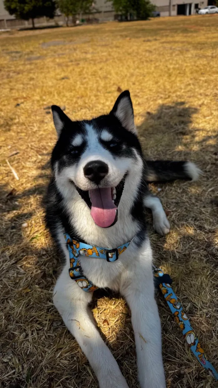 Cachorro raça Husky Siberiano idade 1 ano nome Beethoven