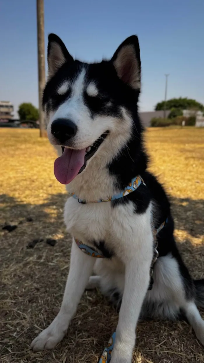 Cachorro raça Husky Siberiano idade 1 ano nome Beethoven