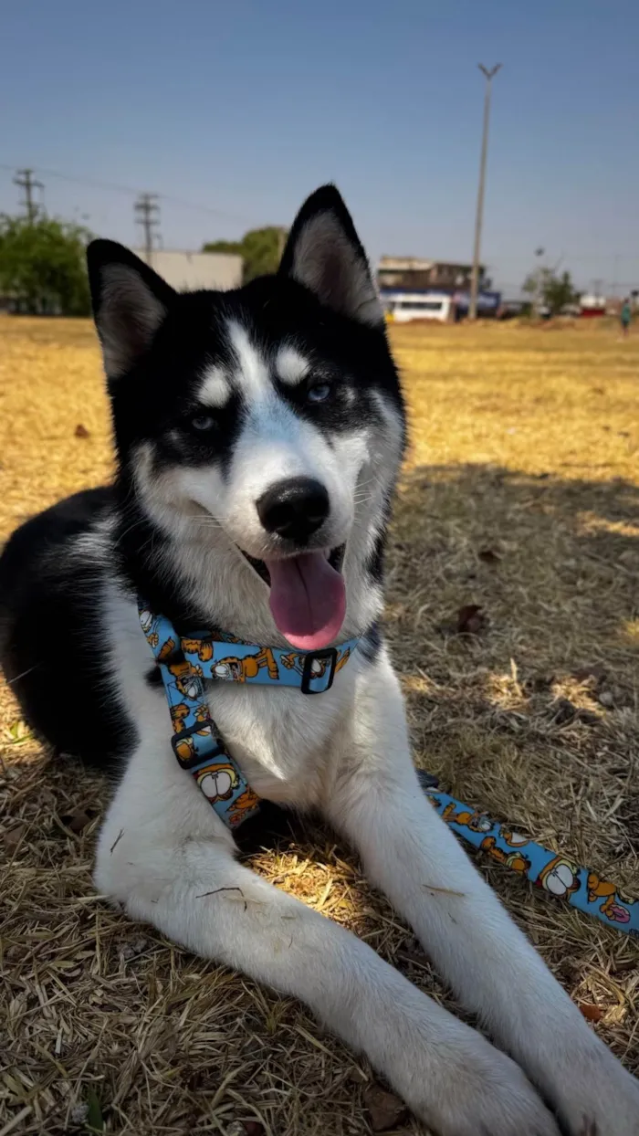 Cachorro raça Husky Siberiano idade 1 ano nome Beethoven